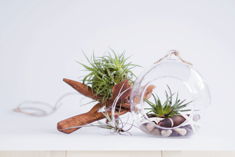 Air Plants