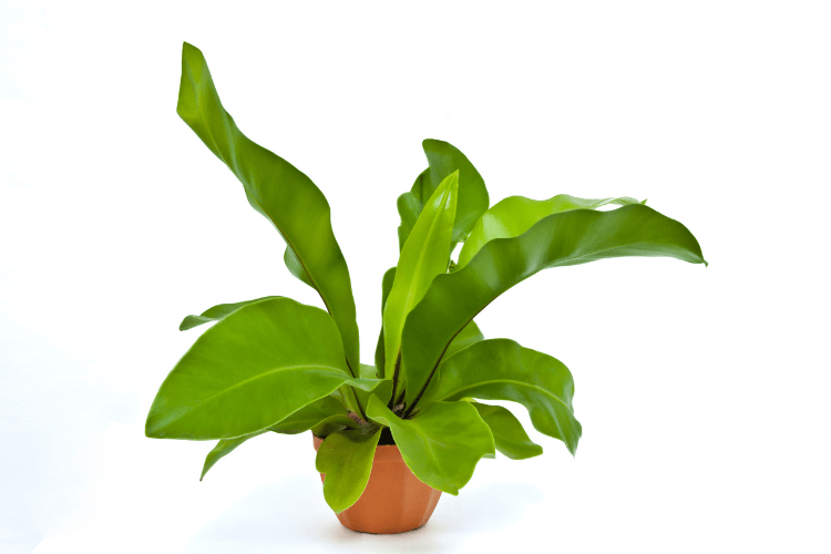 Bird's Nest Fern