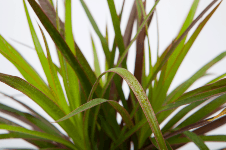 Dracaena