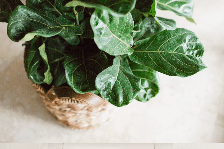 Fiddle-Leaf Figs