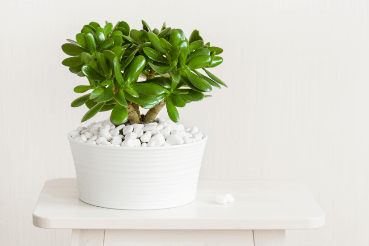 Jade Plant