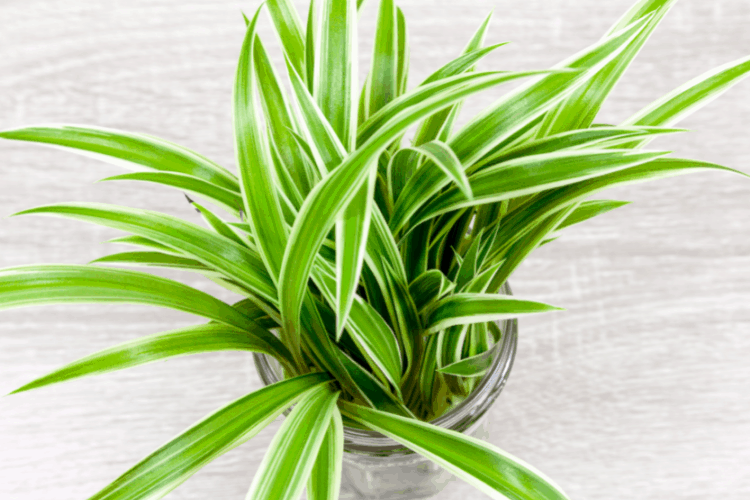 Spider Plant