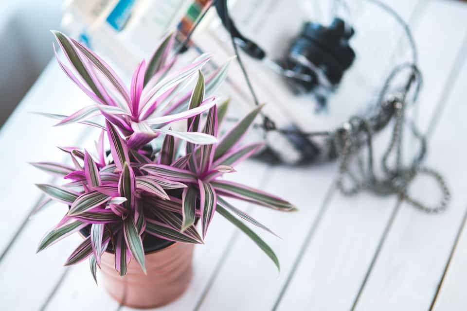 Best Varieties of Indoor Plants