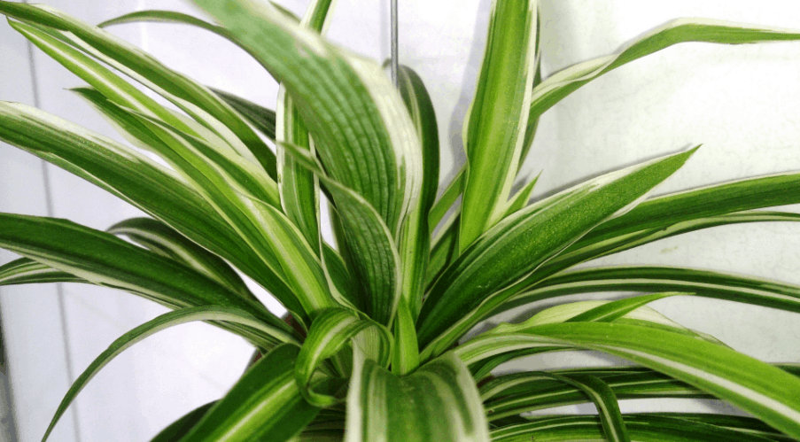 spider plant