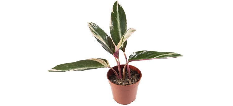 Buy Mature Calathea Triostar Online