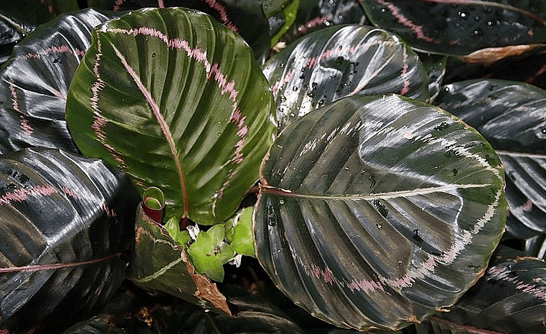 Calathea Dottie plant