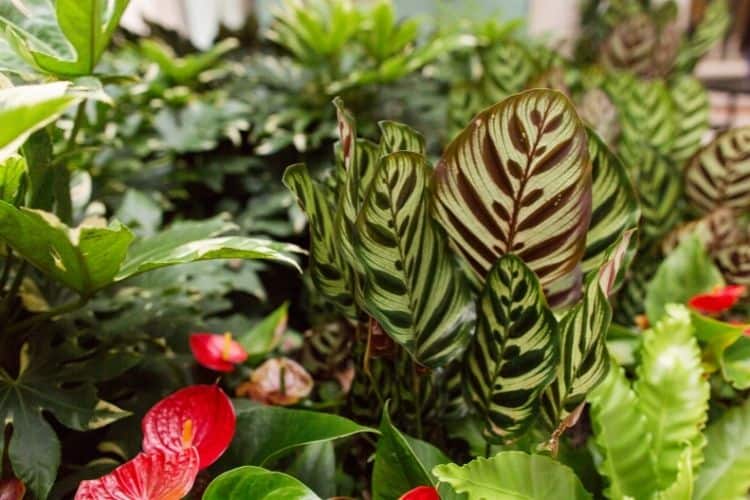 Calathea Freddie