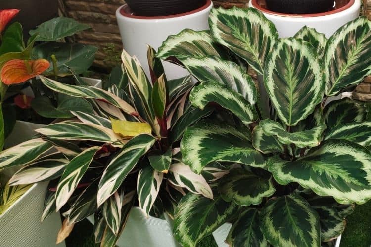 Calathea Freddie Companion