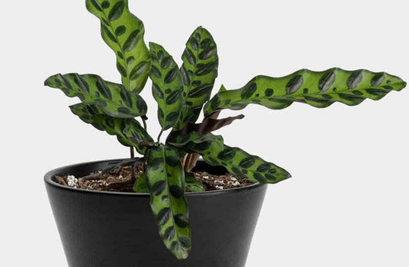 Calathea Lancifolia