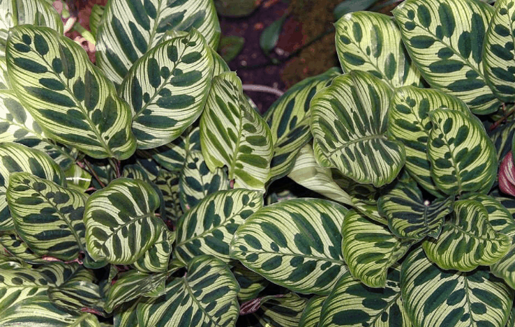 Calathea Makoyana plant