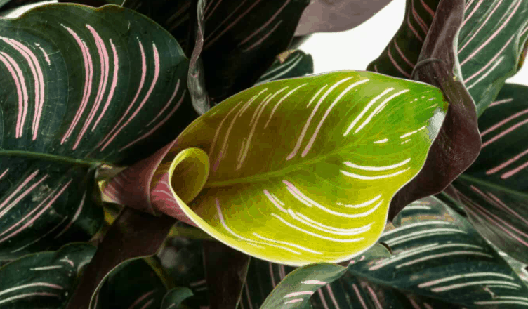 Calathea Ornata