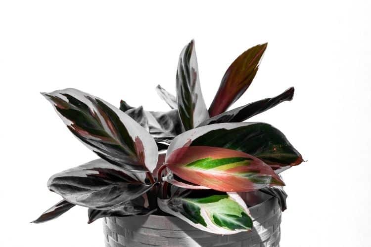 Calathea Triostar