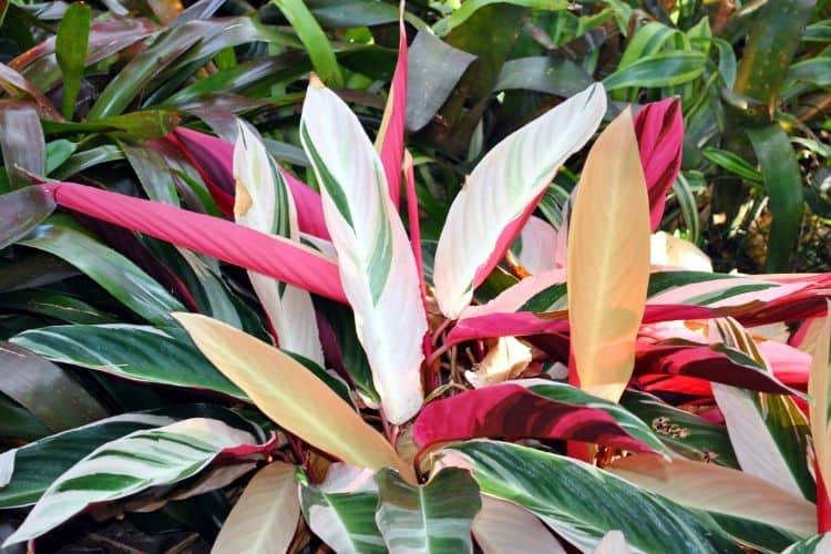 Calathea Triostar Treatments