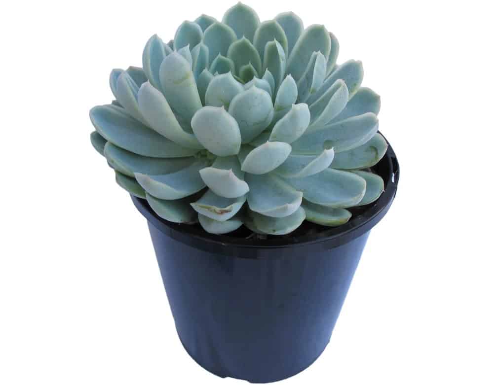 Echeveria Elegans Grow