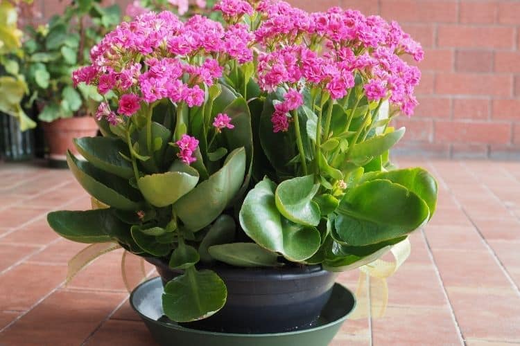 Kalanchoe