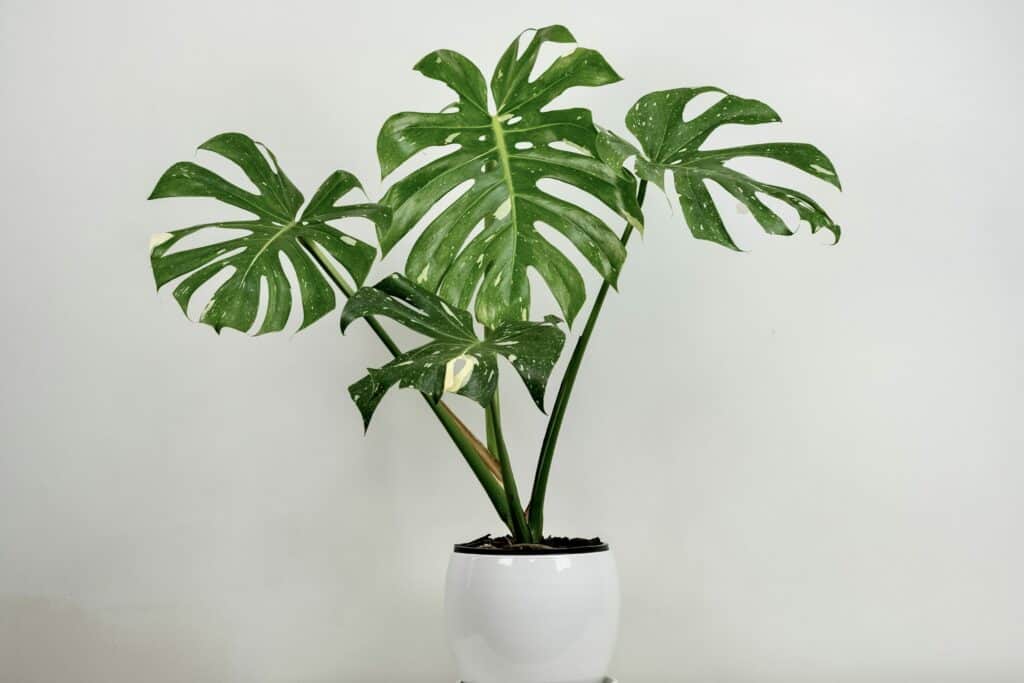 Monstera Thai Constellation