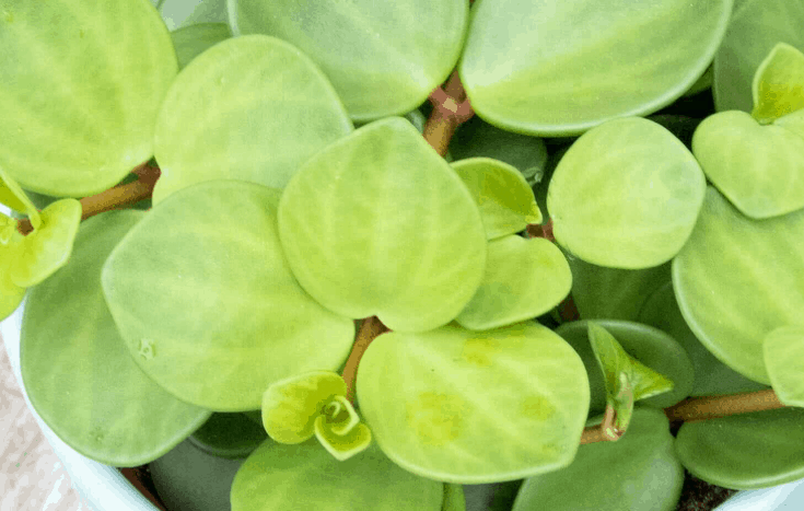 Peperomia Hope