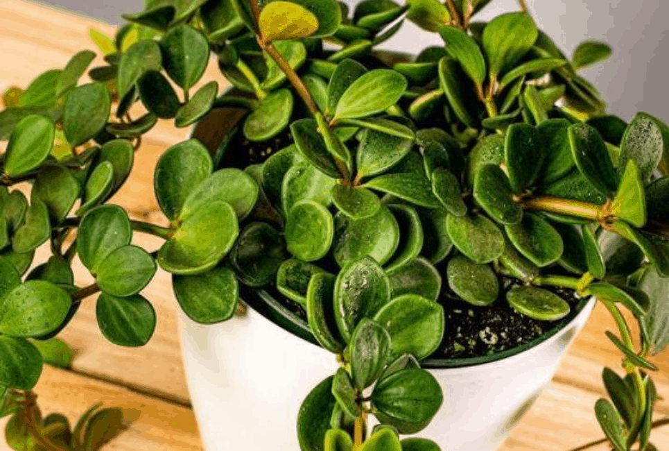 Peperomia Hope