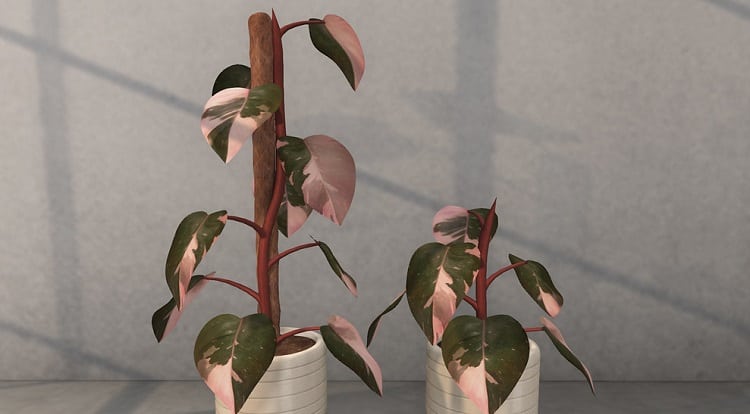 Pink Princess Philodendron