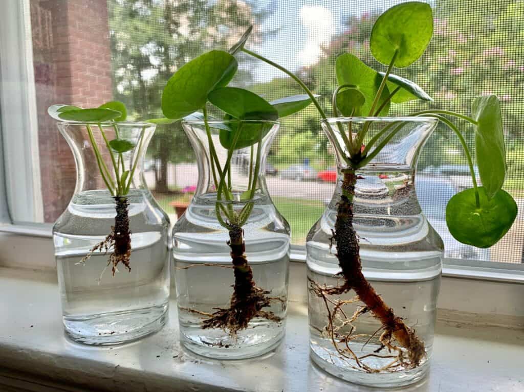 Plants in water