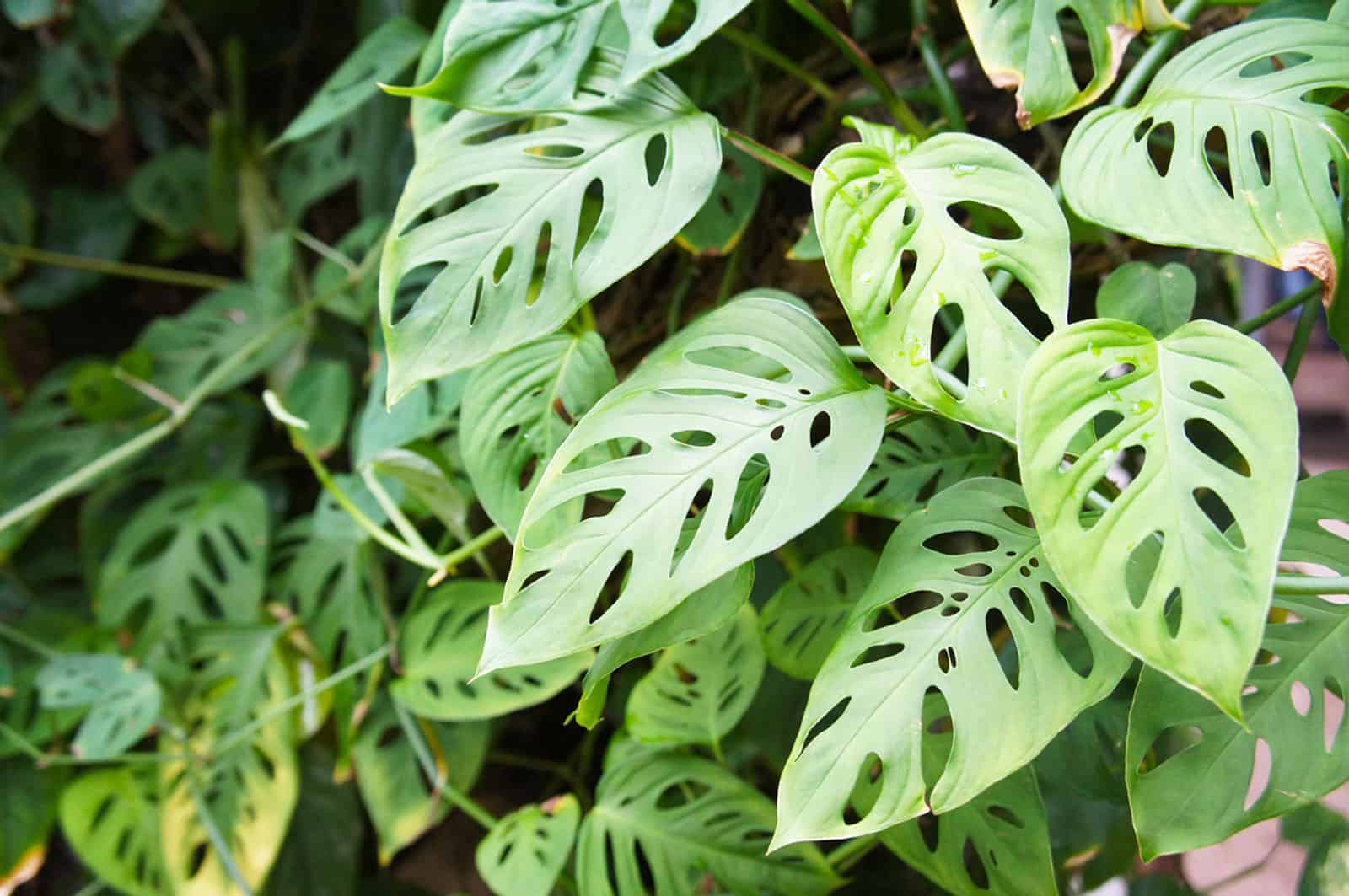 Swiss Cheese Plant Monstera Epipremnoides