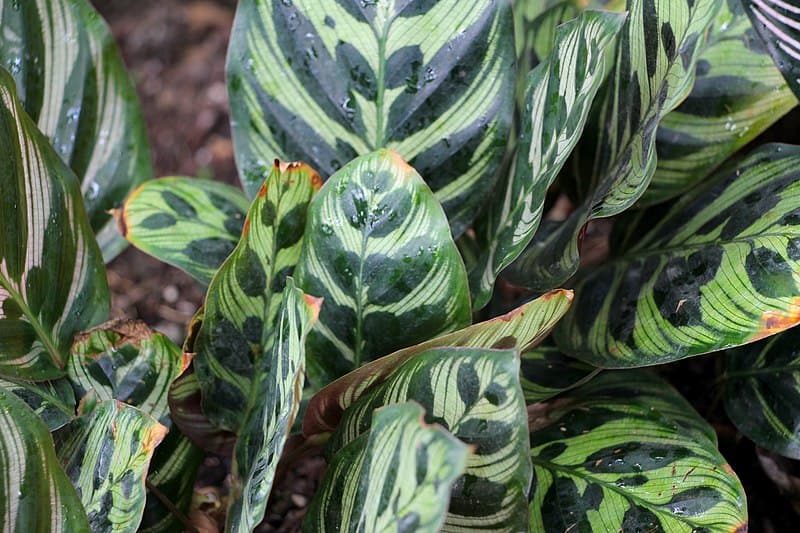 calathea ornata 1