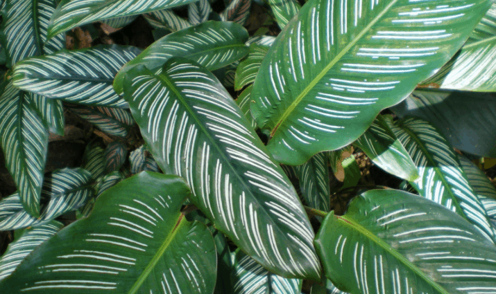 calathea ornata plant