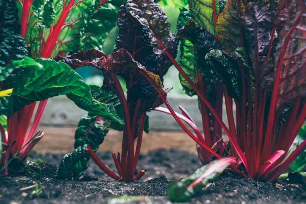 garden planting