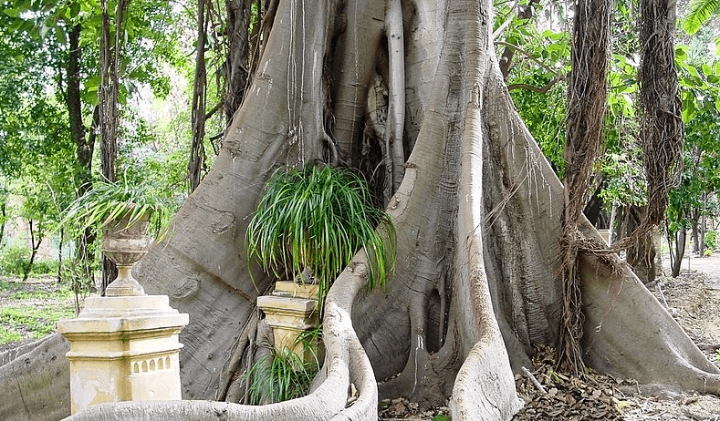 Banyan ‘Ficus Macrophylla’