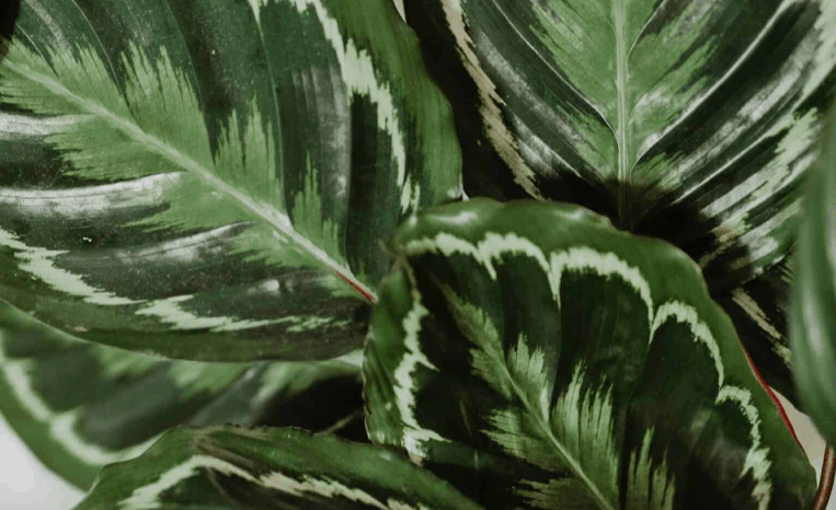 Calathea Medallion