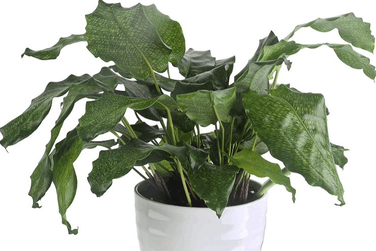 Calathea Musaica