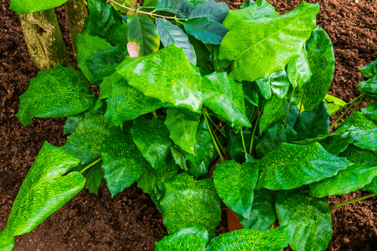 Calathea Musaica