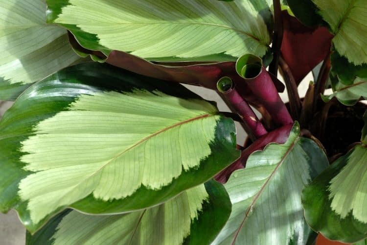 Calathea