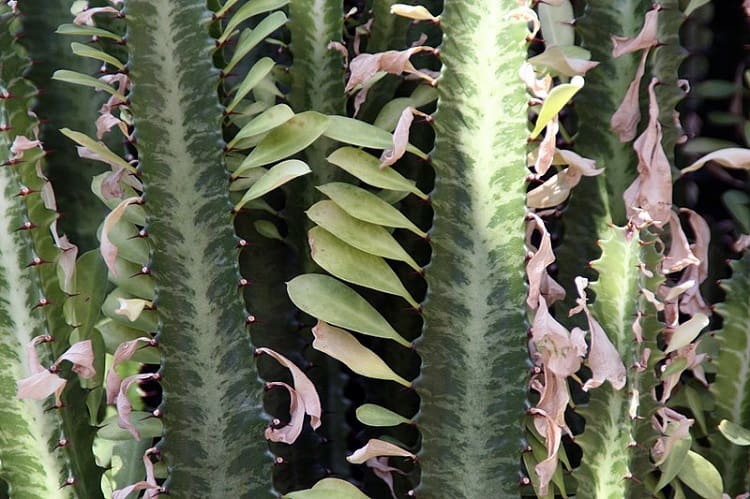 Euphorbia Trigona