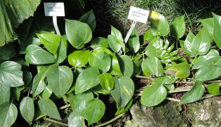 How to Plant Jessenia Pothos