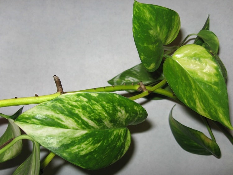 Jessenia Pothos Treatments and Maintenance