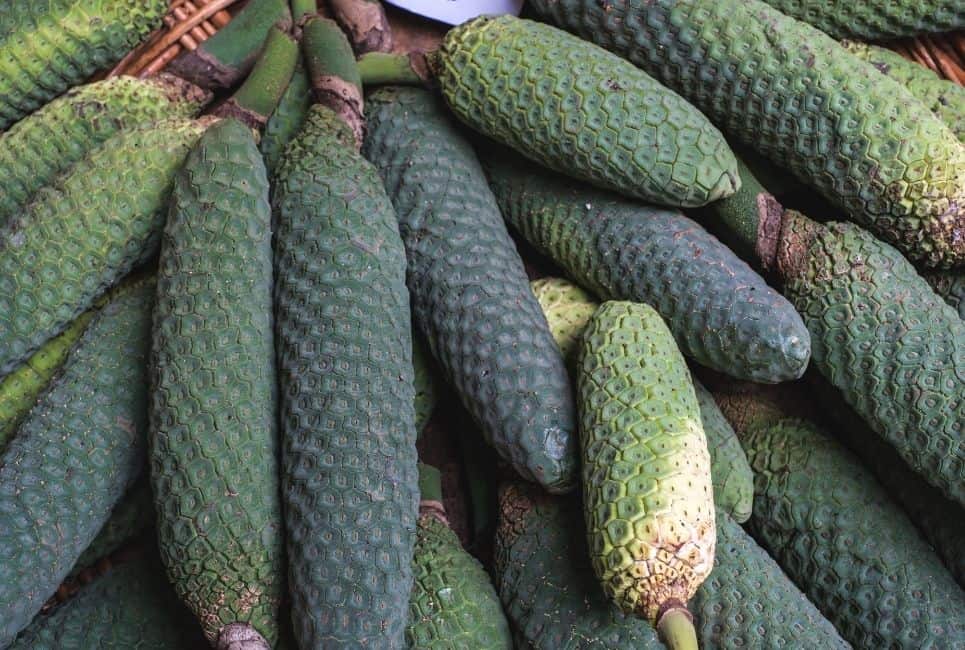 Monstera Deliciosa Fruits