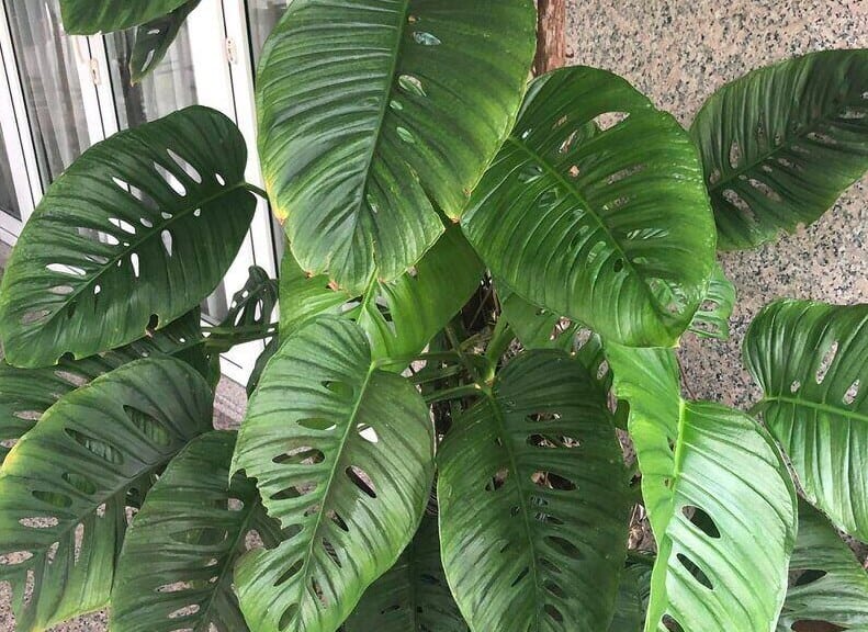 Monstera Acuminata