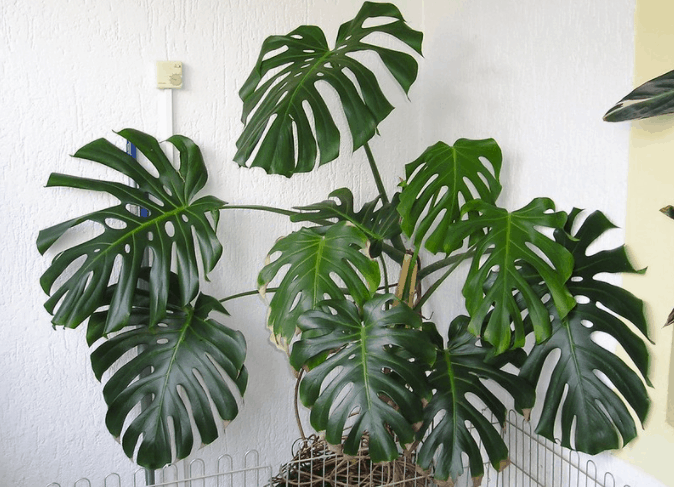 Monstera Deliciosa