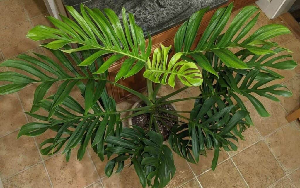 Monstera Pinnatipartita