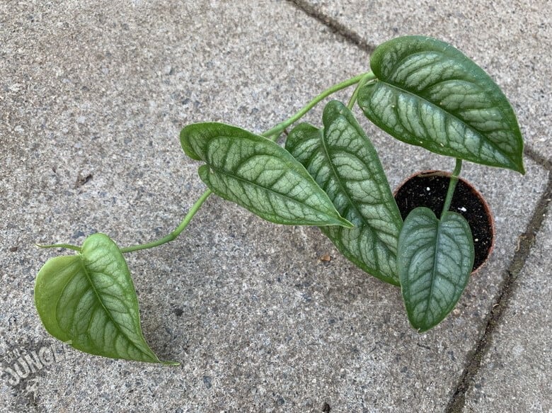 Monstera Siltepecana