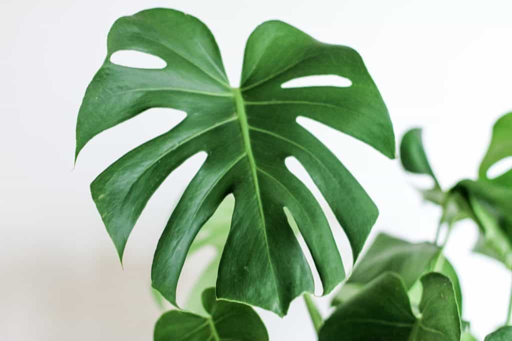 Monstera Varieties