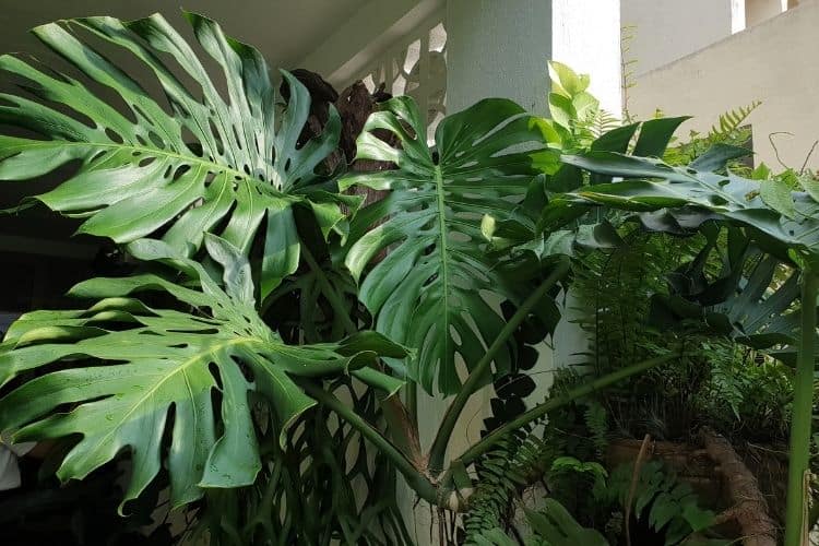 Monstera deliciosa