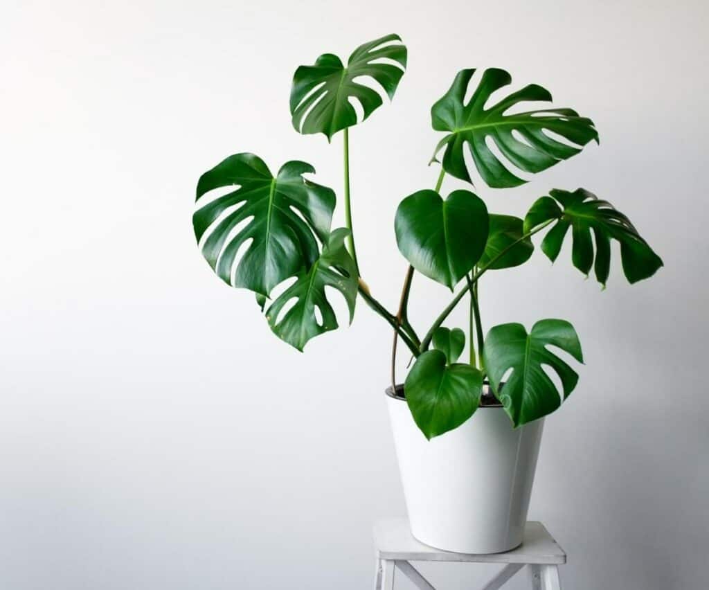 Monstera Varieties Growing