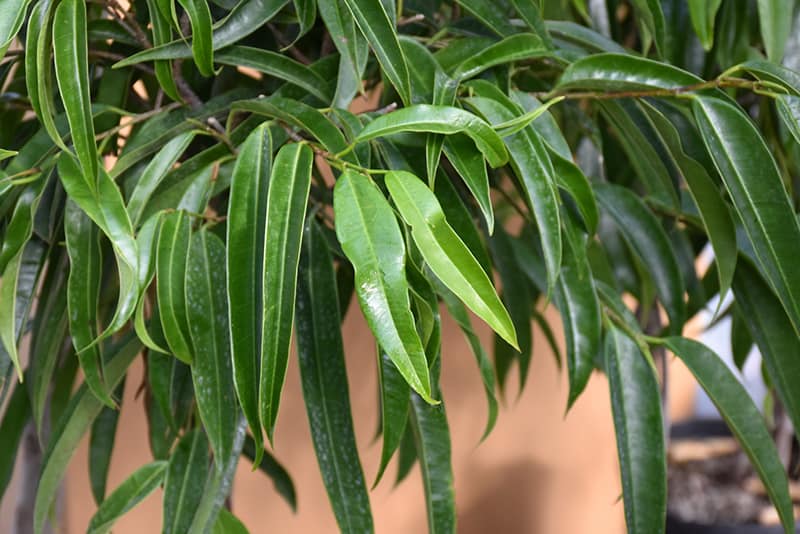 Narrow-Leafed Fig ‘Ficus Maclellandii “Alii”’