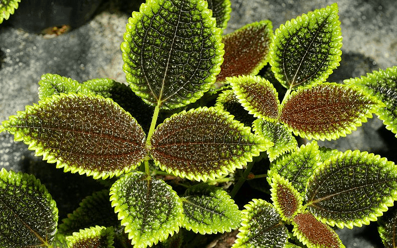 Pilea Involucrata