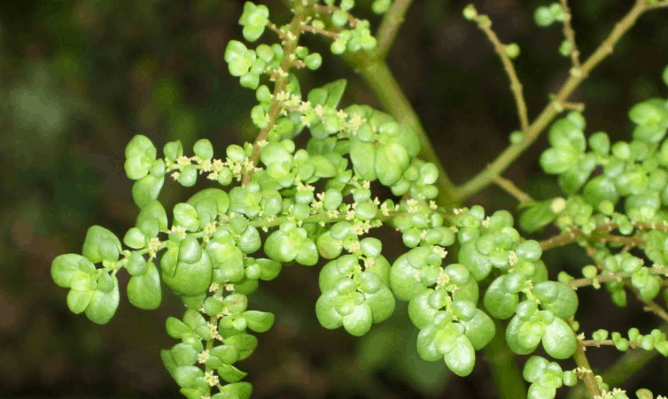 Pilea Microphylla