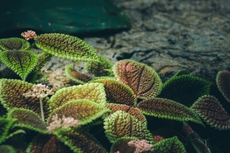 Pilea Mollis