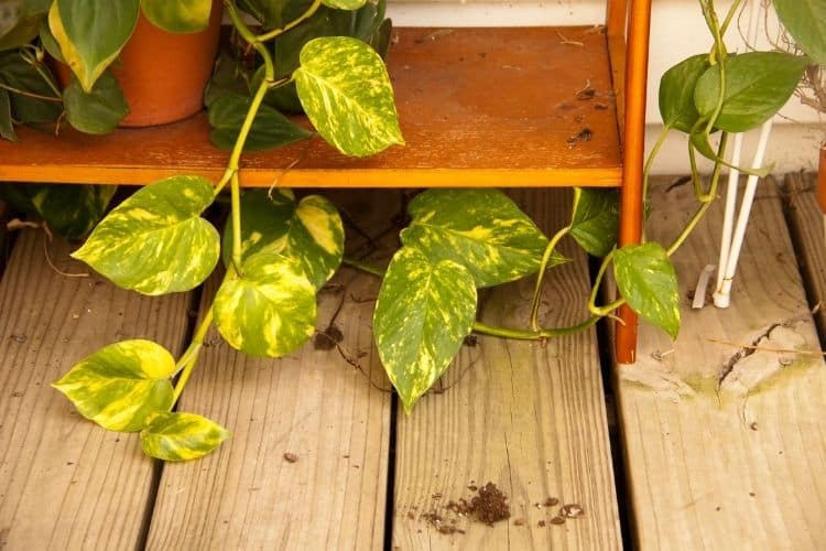 Pothos Varieties