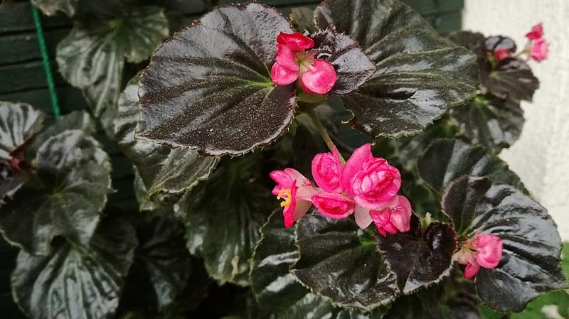 Semperflorens Begonias